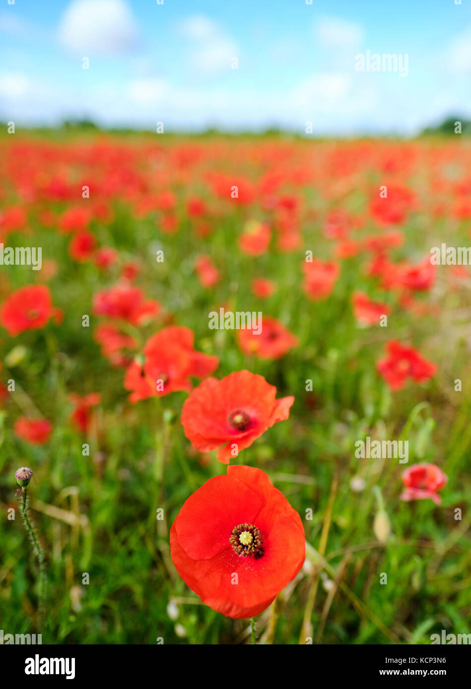 Blooming red poppy field hi-res stock photography and images - Alamy