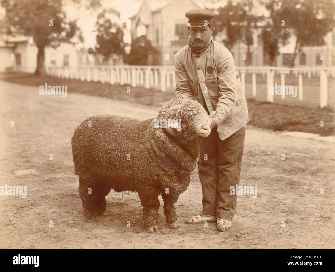 Carnero premiado cuidador 1890 Stock Photo