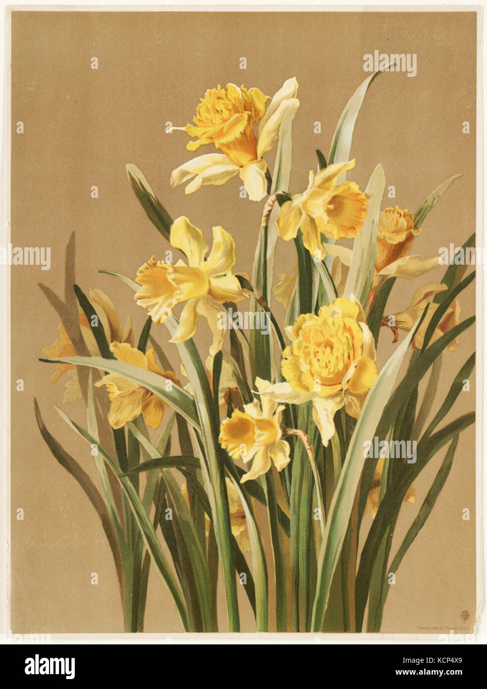 Daffodils (Boston Public Library Stock Photo Alamy