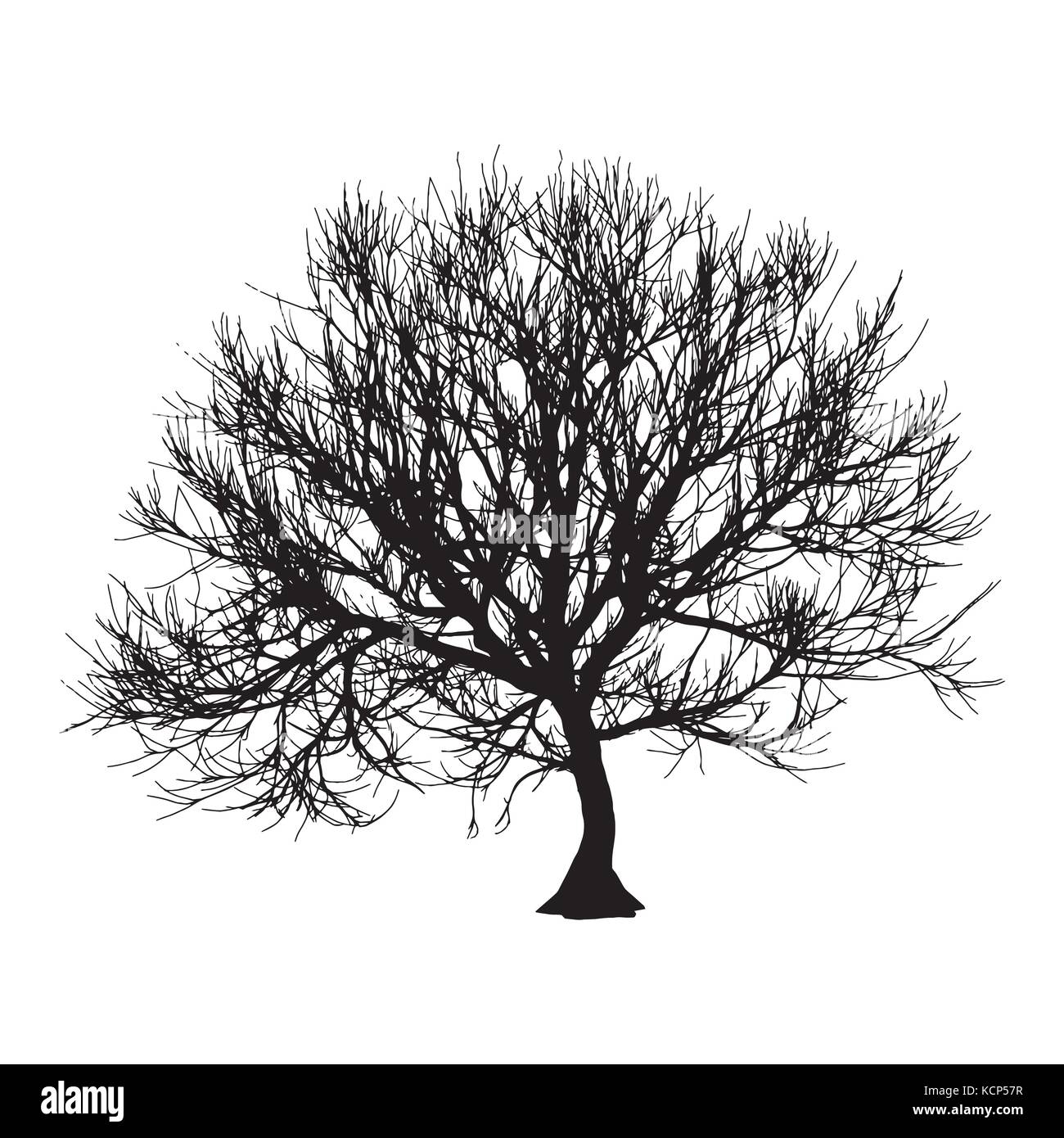 Black dry tree winter or autumn silhouette on white background. Vector eps10 illustration. Stock Vector