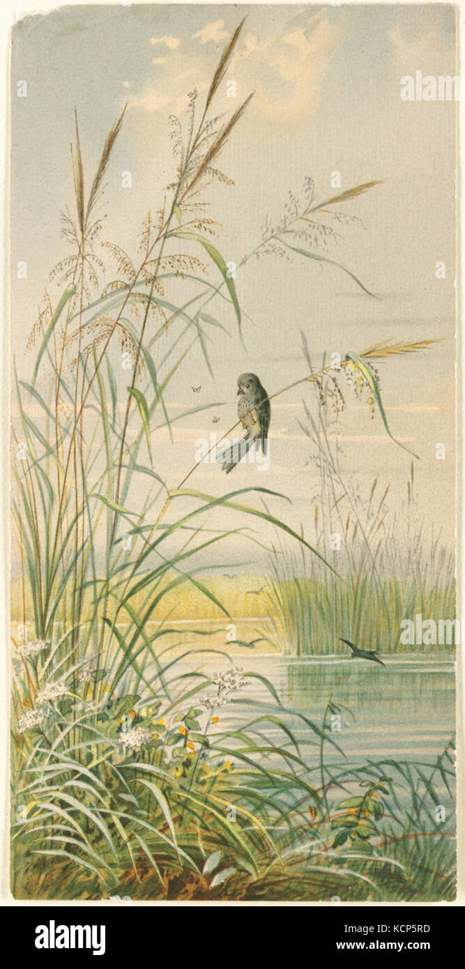 Among The Reeds Reed library hi-res stock photography and images - Alamy