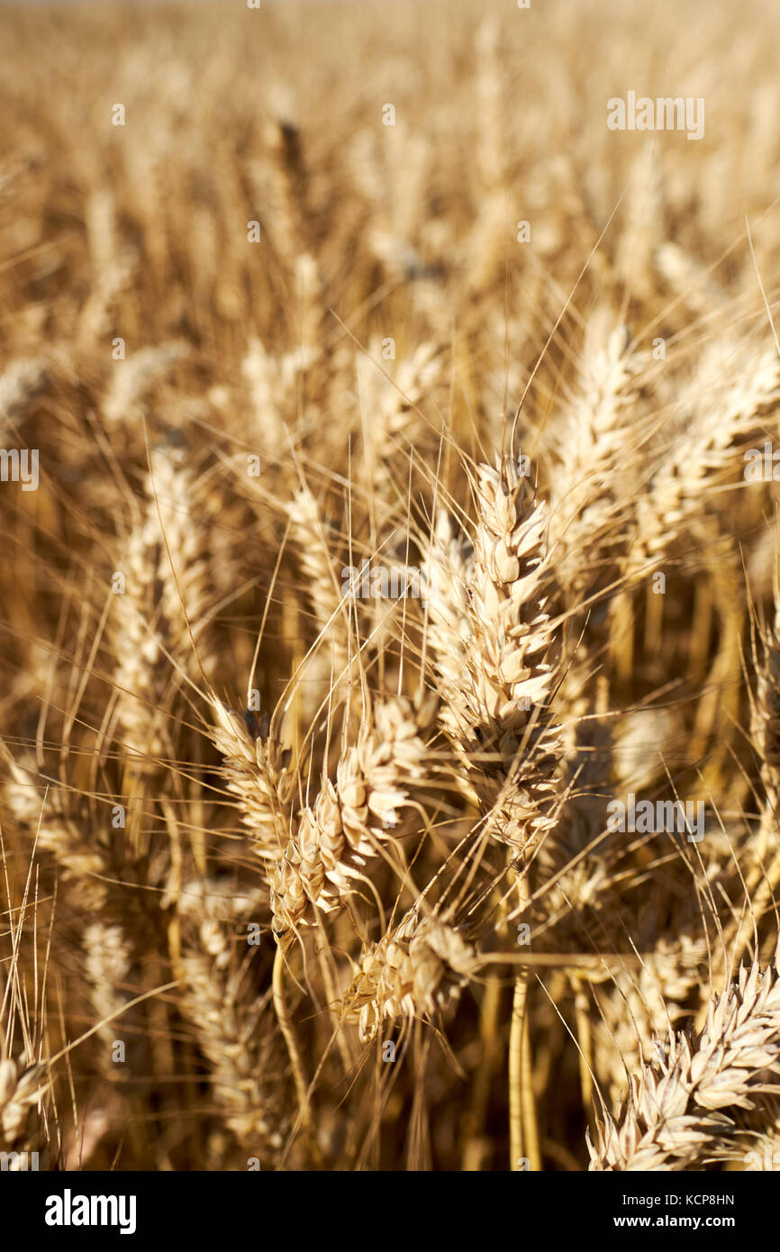 A summer field of Wheat ready for harvesting Stock Photo - Alamy