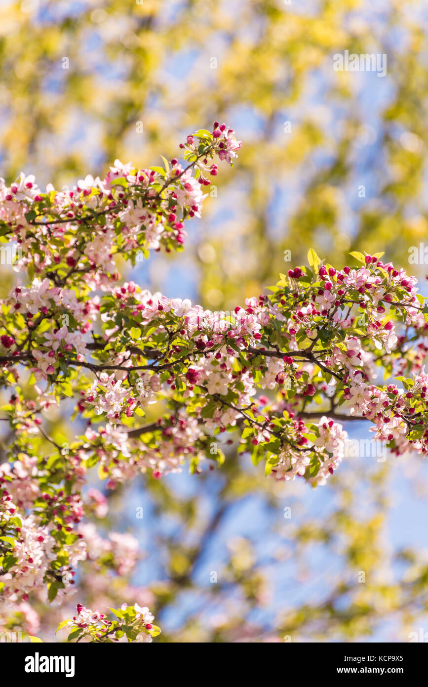 Apple Tree Blossoms Stock Photo Alamy
