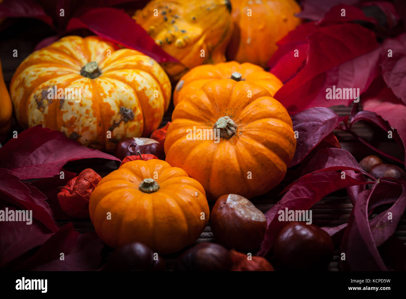 Traditional pumpkins for Thanksgiving in warm colors Stock Photo Alamy
