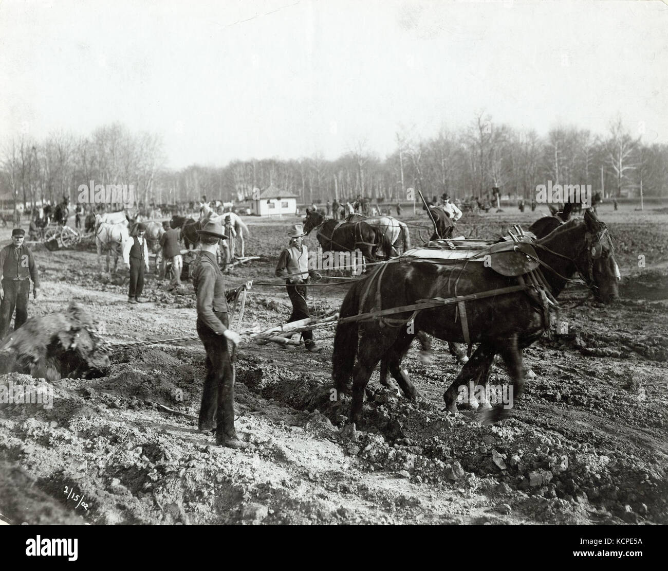 Draft horse pulling a stump during the excavation for the River des Peres in Forest Park during the construction phase of the 1904 World's Fair, 15 February 1902 Stock Photo