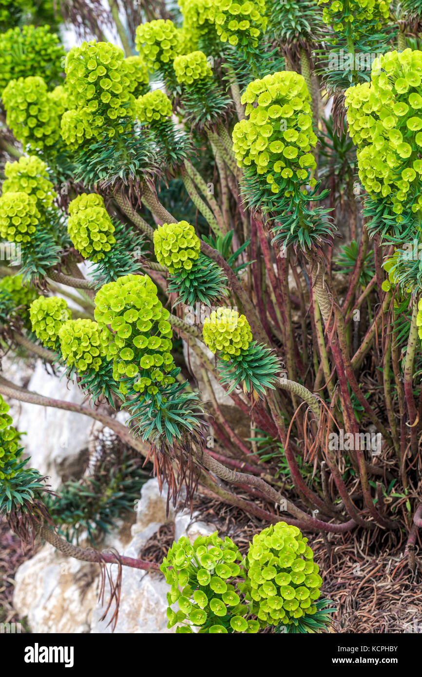 Euphorbia characias Wulfenii, Mediterranean spurge Stock Photo