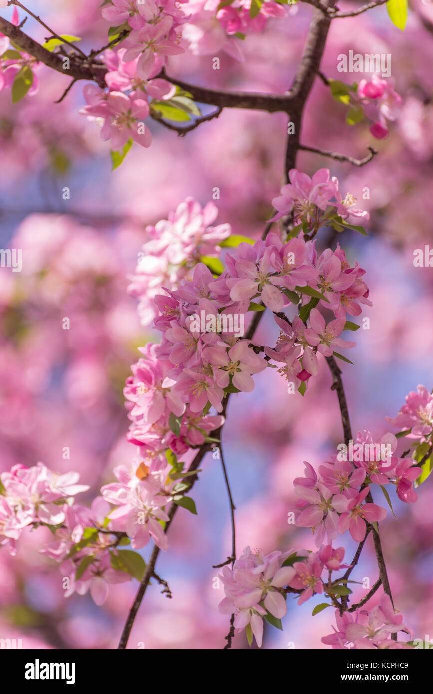 Apple Tree Blossoms Stock Photo Alamy