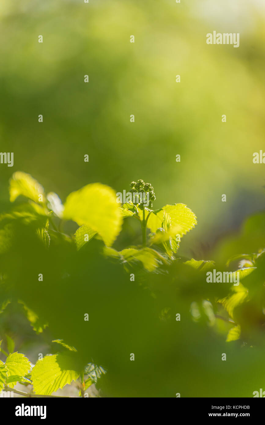 Green Leaves with Blurred Nature Background Stock Photo
