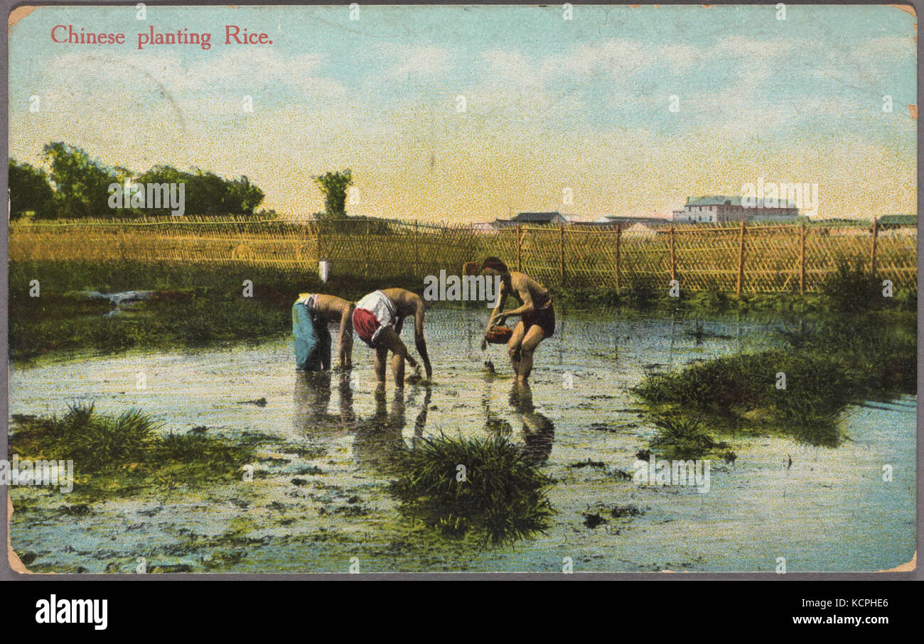 Chinese Rice Trap Historical chinese rice field hi-res stock photography and images - Alamy