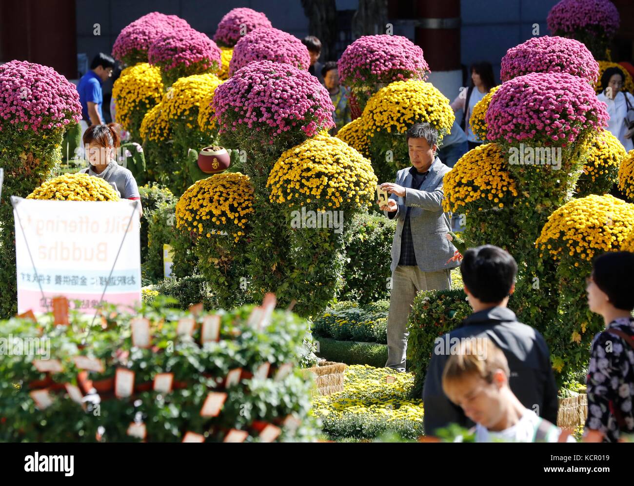 07th Oct, 2017. Chrysanthemums at Jogye Temple This photo taken on Oct
