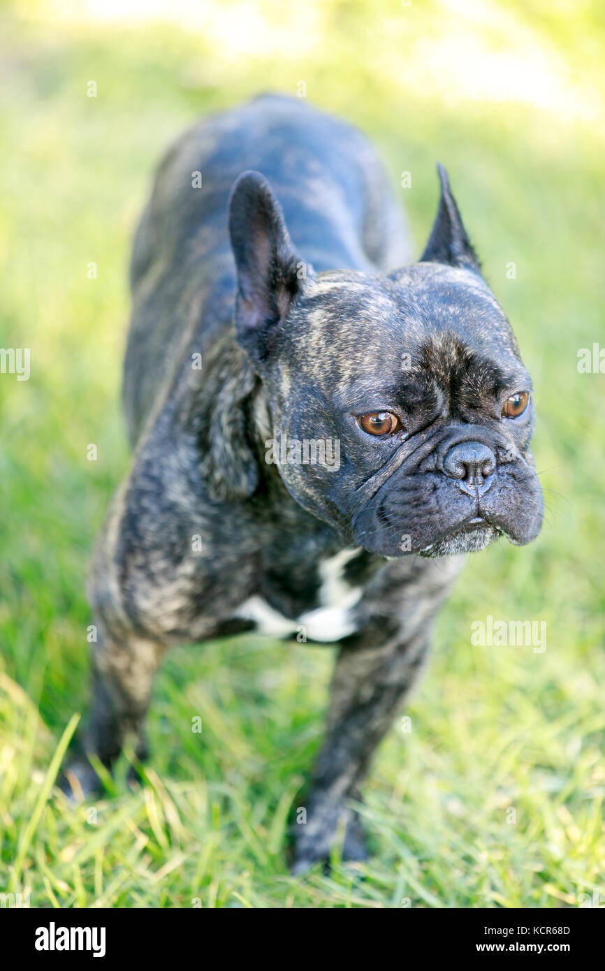 French Bulldog Brindle Male Portrait Stock Photo - Alamy