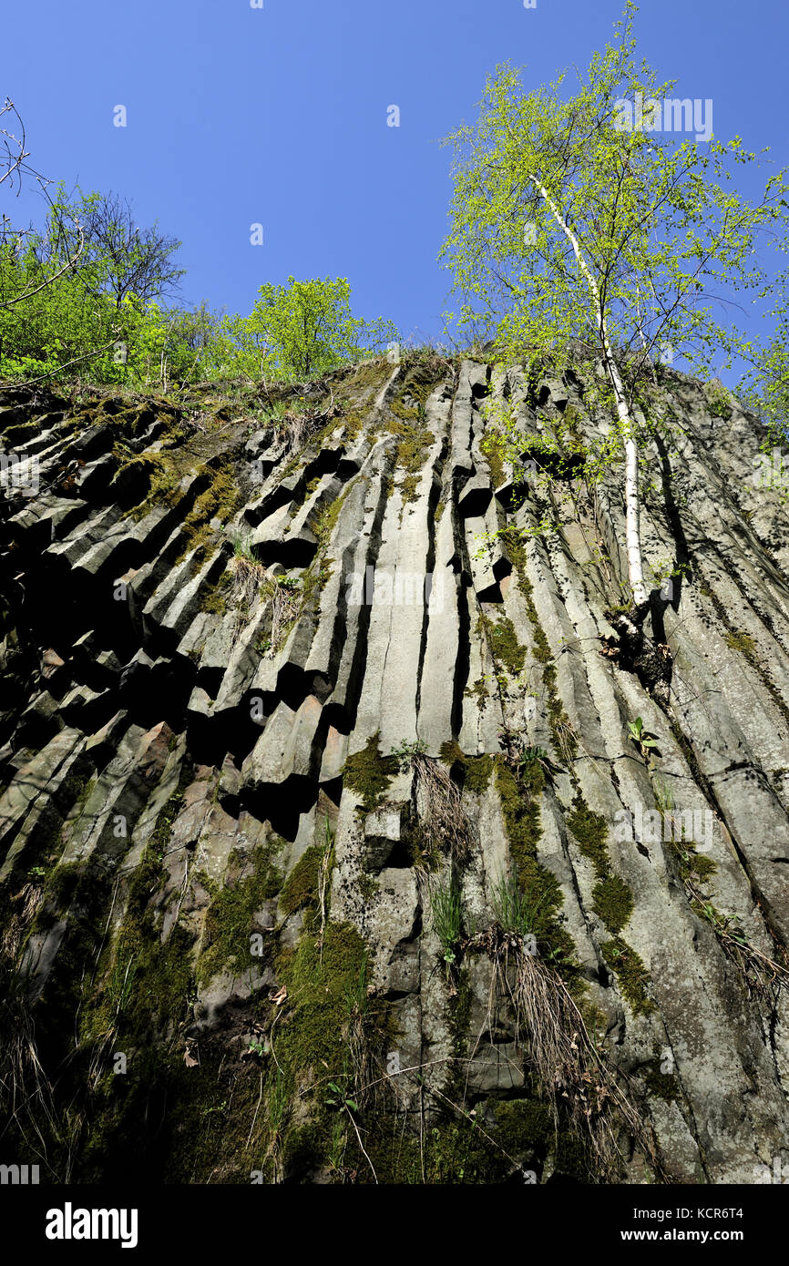 Wawoz Mysliborski Dolny Slask Organy Mysliborskie Natural Natur Jawor Polska Poland Structure Giant Ancient Trees Stock Photo Alamy