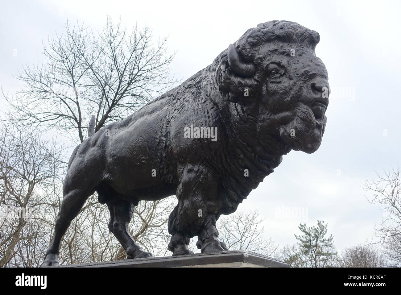 Buffalo of Dumbarton Bridge, by Alexander Phimister Proctor, 1914
