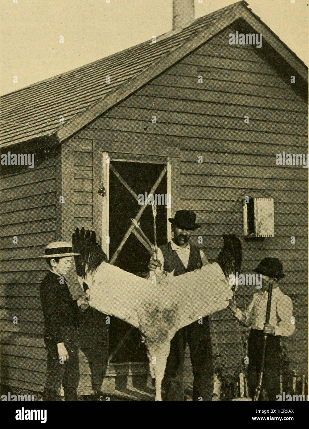 Crane shot in Towner County, North Dakota, 1894 Stock Photo Alamy