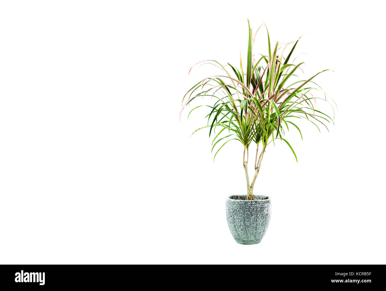 Green potted plant, trees in the pot isolated on white background Stock ...