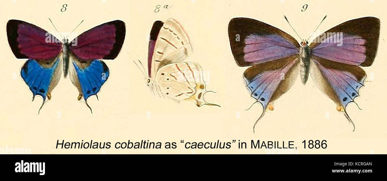 Hemiolaus cobaltina as caeculus in Mabille1886 Stock Photo