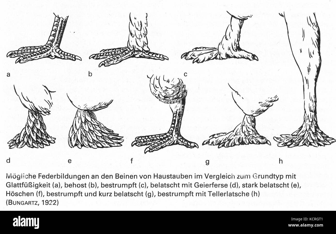 Die Taube, 1984, 0011 Stock Photo