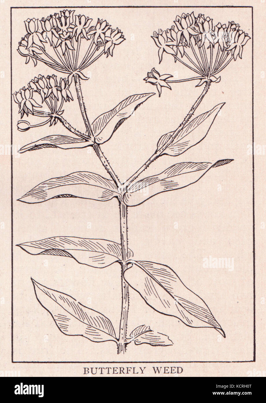 Butterfly weed page 433 Stock Photo - Alamy