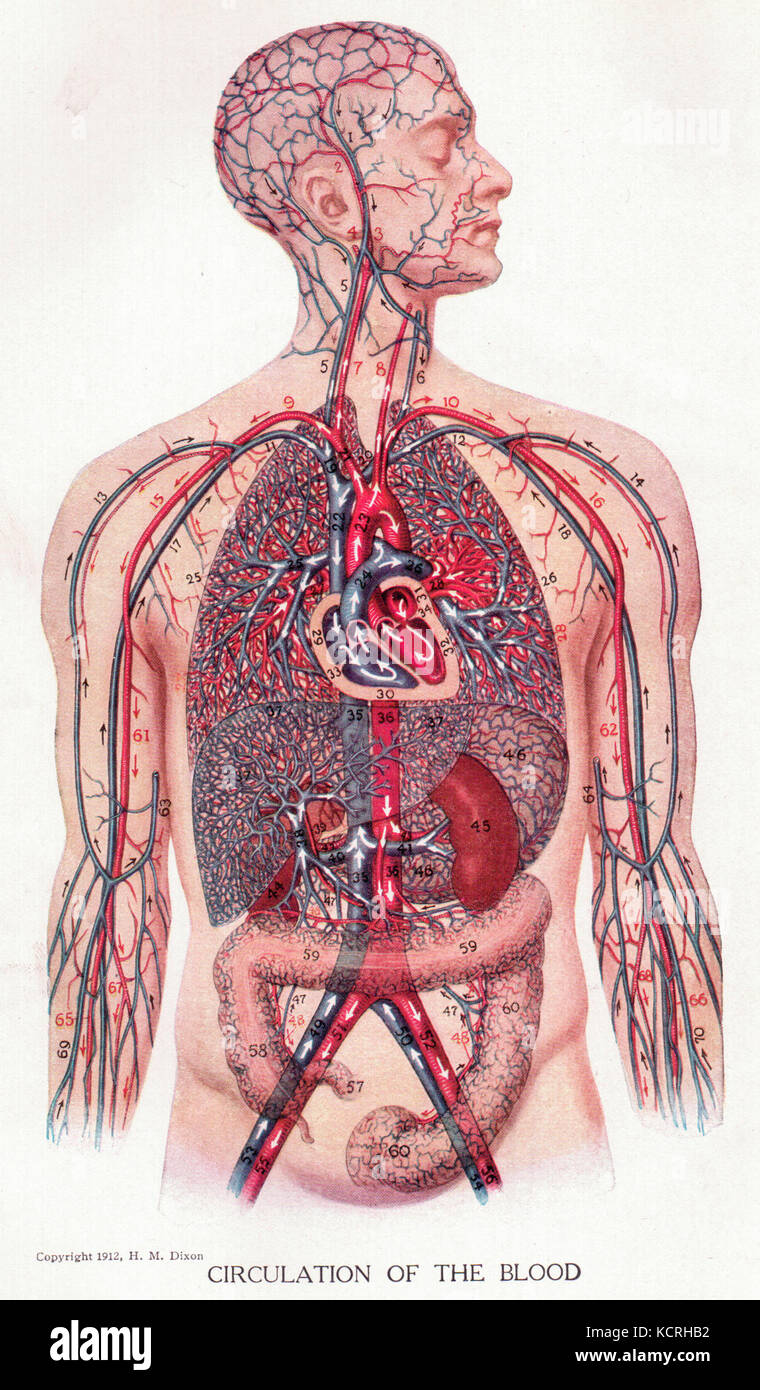 Circulation theory hi-res stock photography and images - Alamy