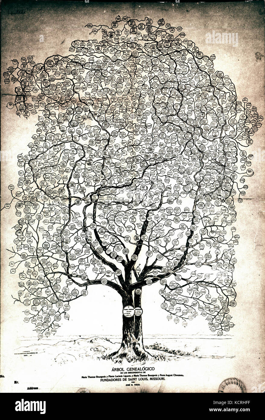 Arbor Geneologico Chouteau (Chouteau Family Tree), 1900 Stock Photo Alamy