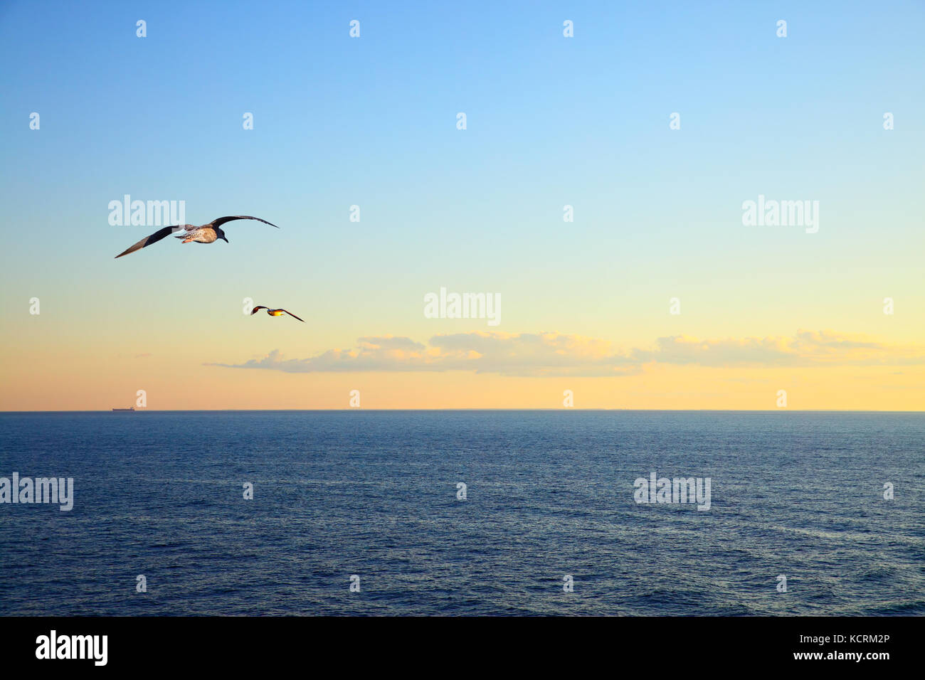 Sea at sunset and flying seagulls Stock Photo
