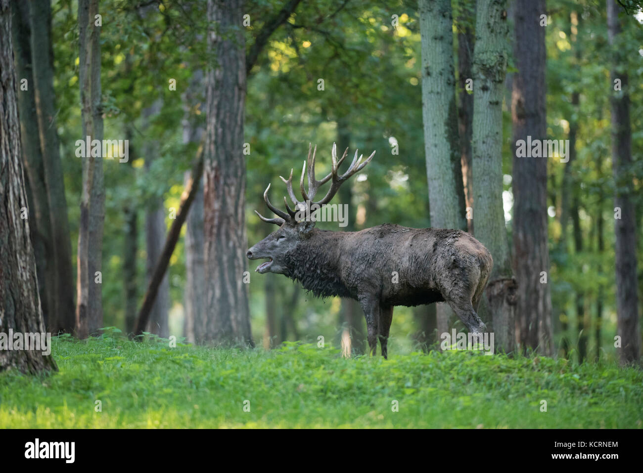 Red deer in the forest Stock Photo
