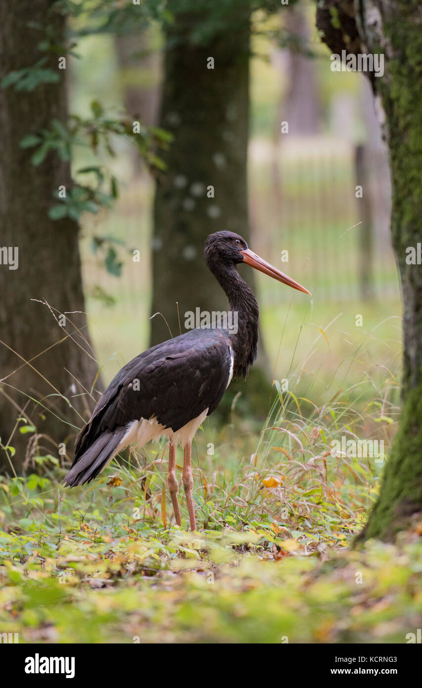 Black stork. Ciconia nigra. Stock Photo