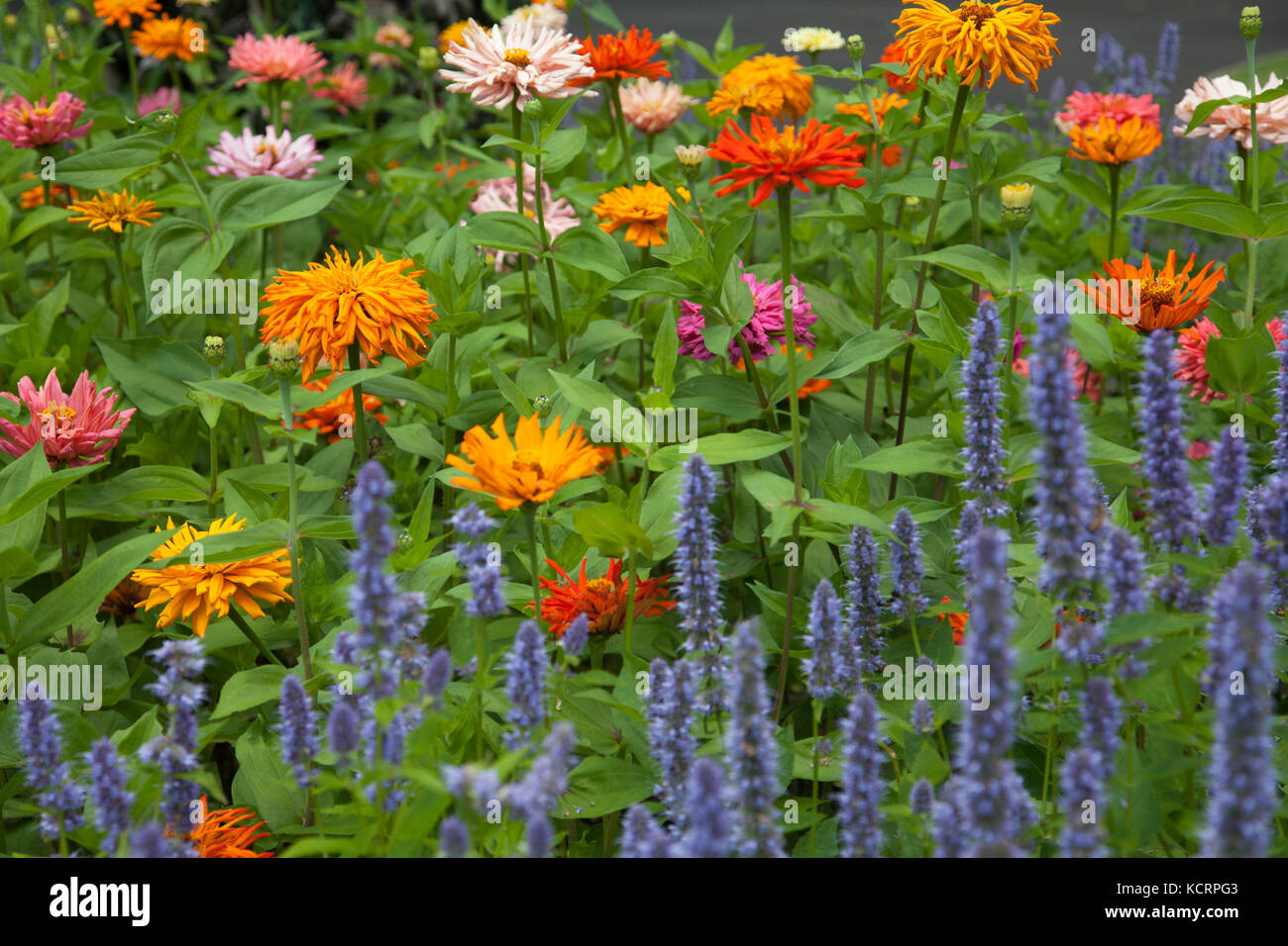 Flowers in the Royal Botanic Gardens of Sydney Australia Stock Photo