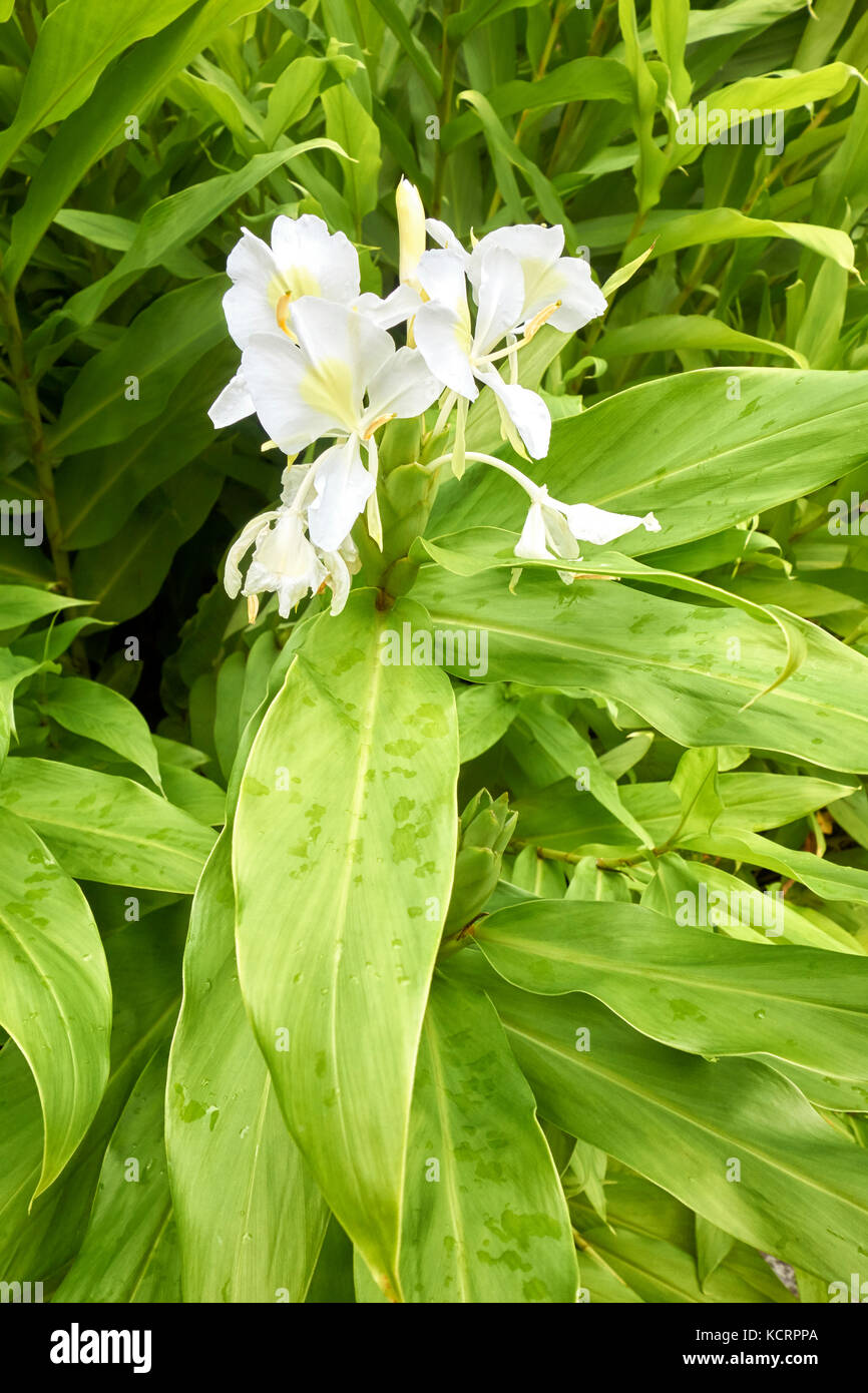 White autumn flowers of the exotic white garland-lily, Hedychium coronarium (National flower of cuba), with green leaves. Stock Photo