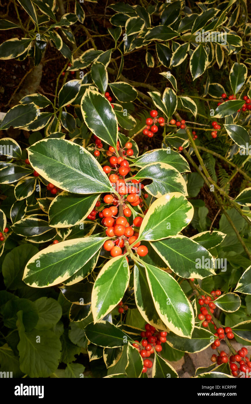 White margined variegation on the narrow evergreen leaves and autumn red berries of the Golden King Holly, Ilex altaclerensis. Stock Photo