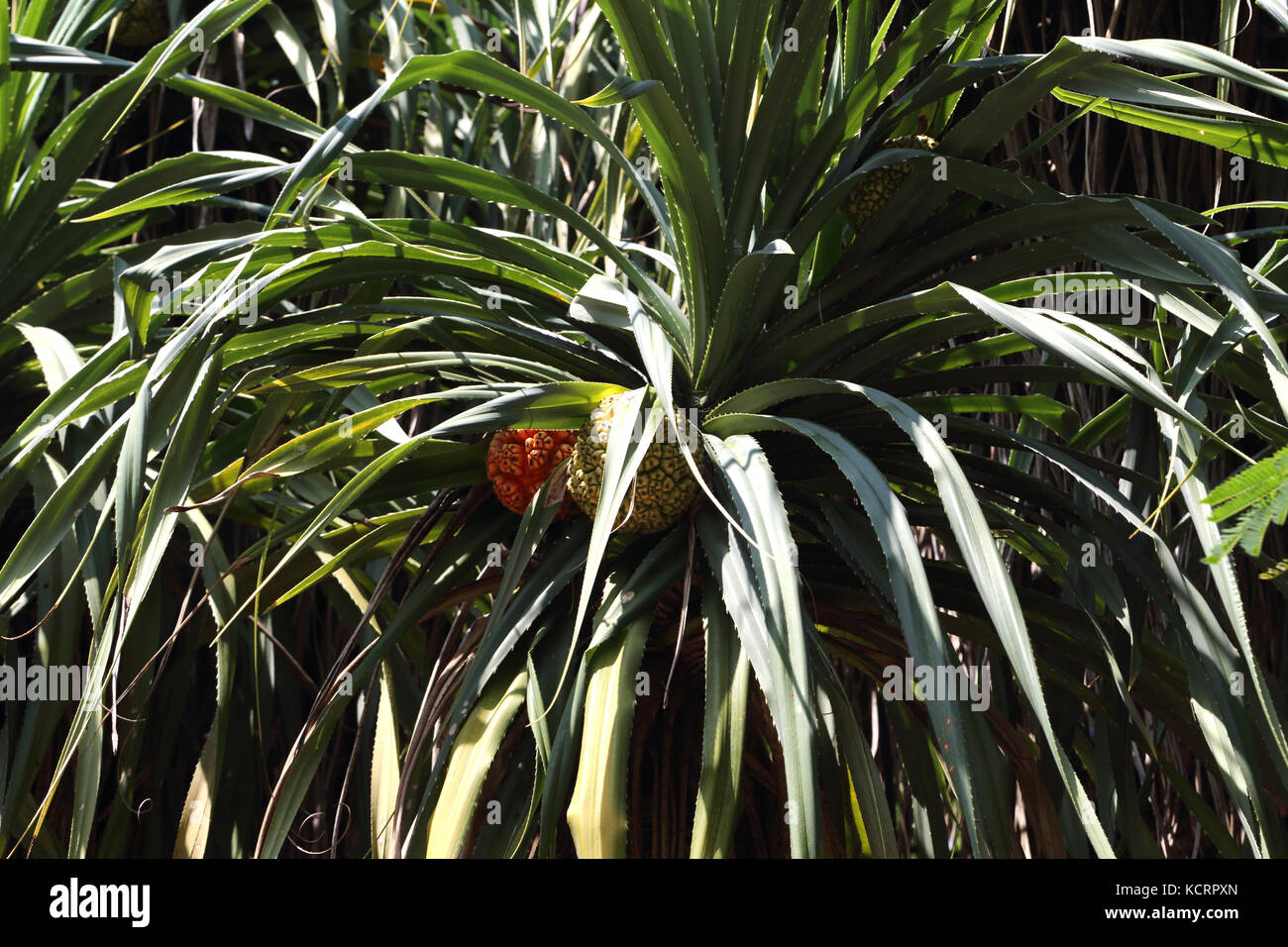 Bentota Sri Lanka Pandanus Tree (Pandanus Tectorius) Showing Segmented