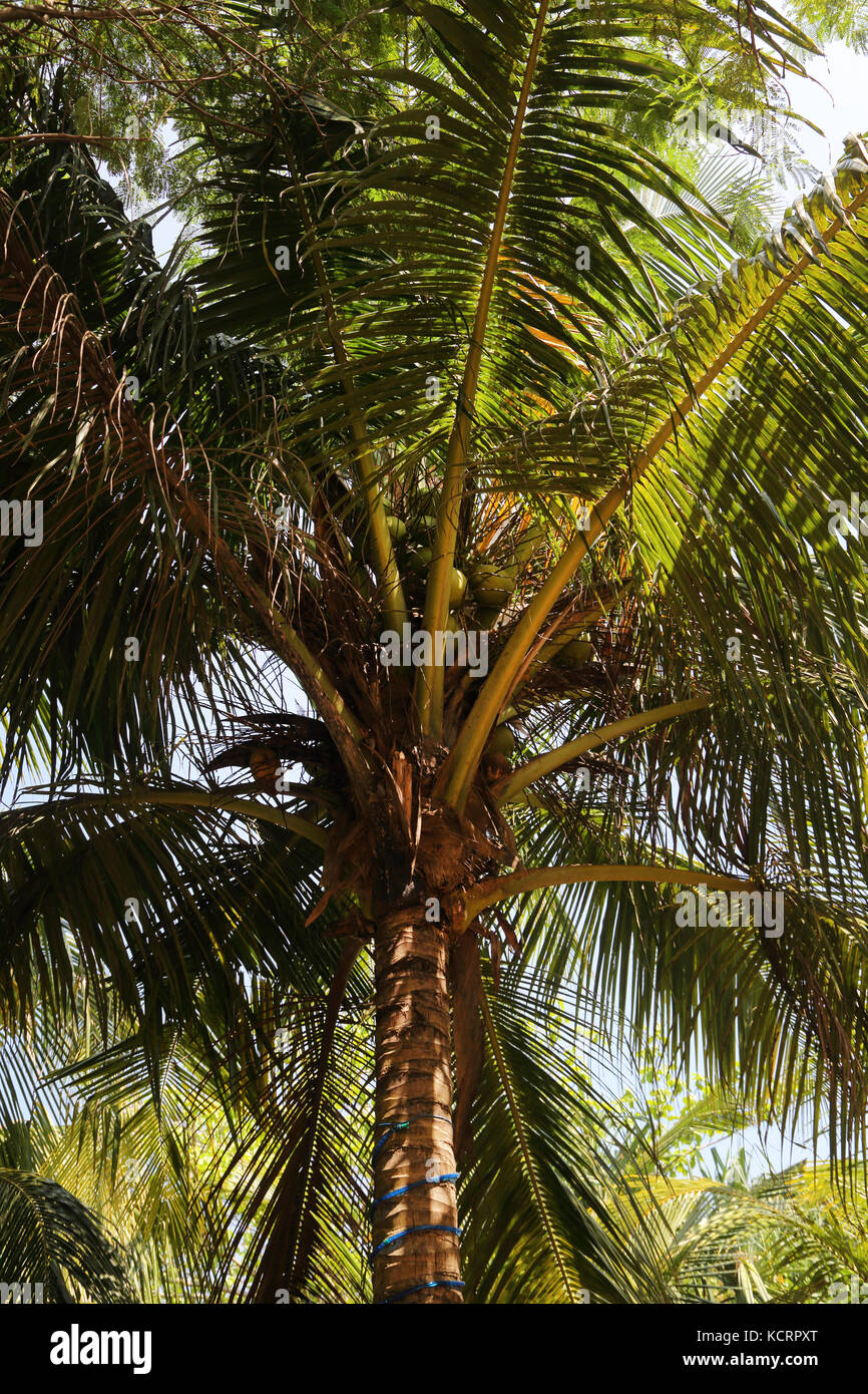 Bentota Sri Lanka Coconuts in Palm Tree Stock Photo