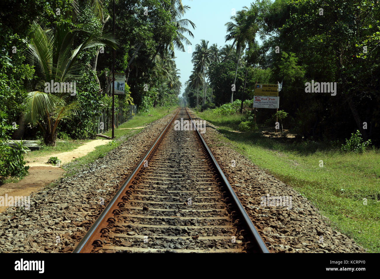 Bentota Sri Lanka Train Tracks and Palm Trees Stock Photo Alamy