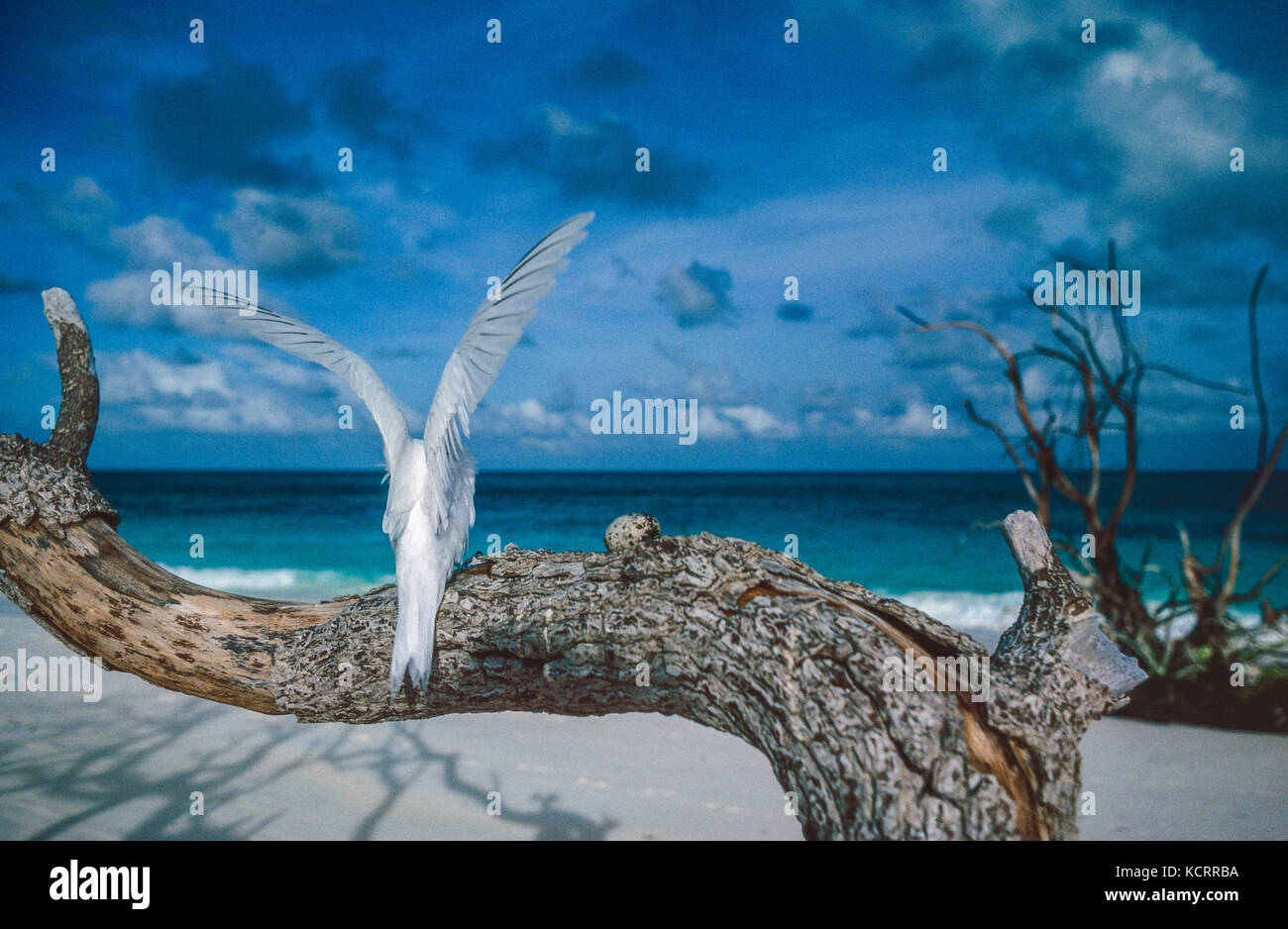 Seychelles, Bird Island, White terns Stock Photo