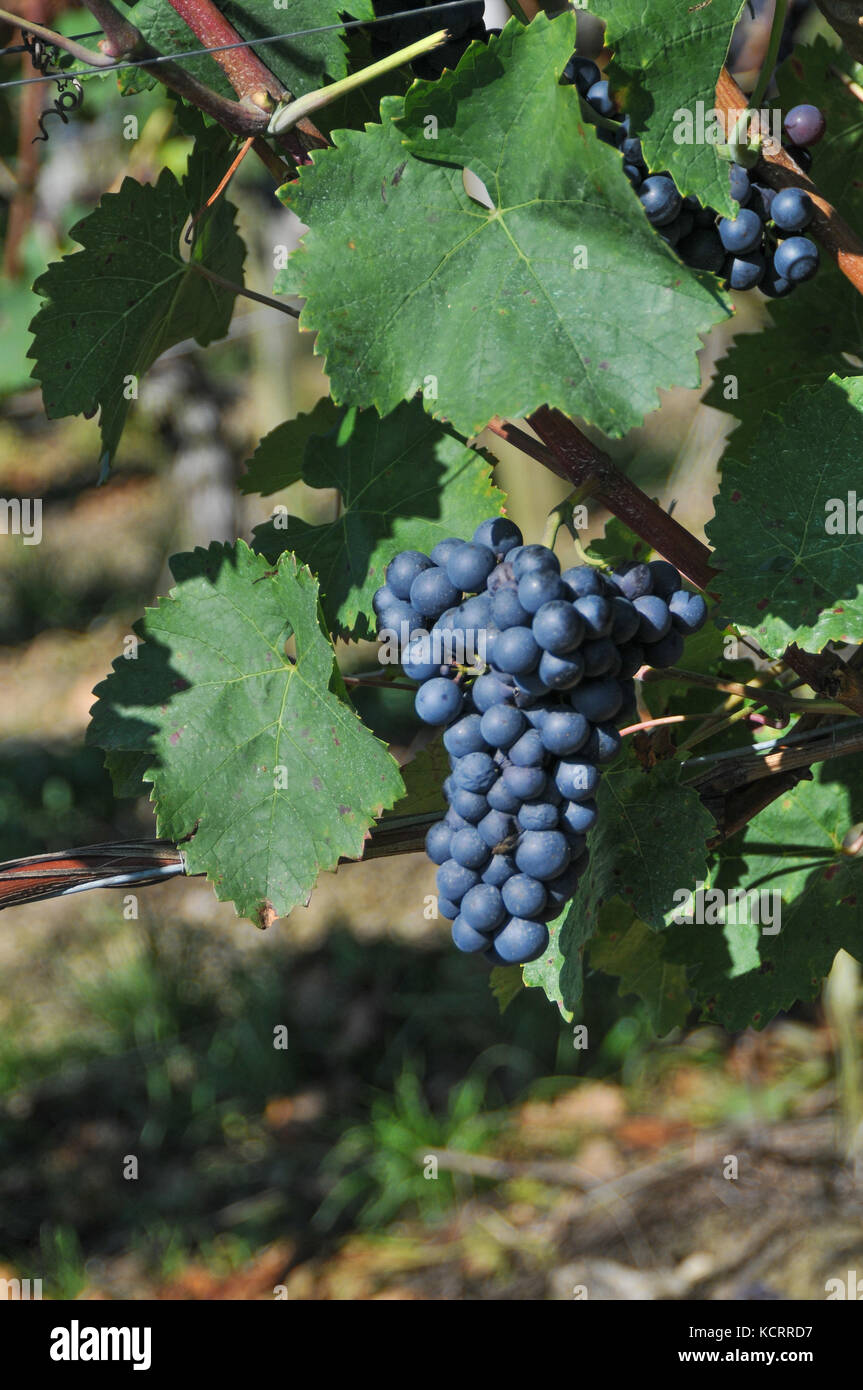 German wine industry: Pinot Noir, Spätburgunder, Frickenhausen, Franconia, Germany Stock Photo