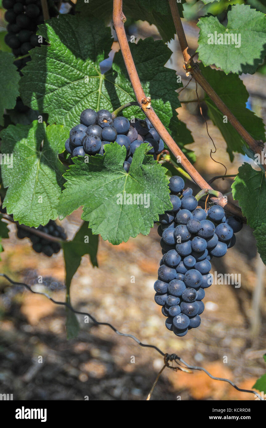 German wine industry: Pinot Noir, Spätburgunder, Frickenhausen, Franconia, Germany Stock Photo