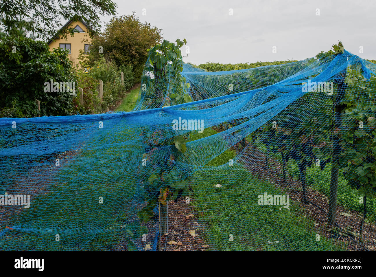 German wine industry: Weingut Dr. Manfred Lindicke, Werder, Havel, Brandenburg, Germany Stock Photo