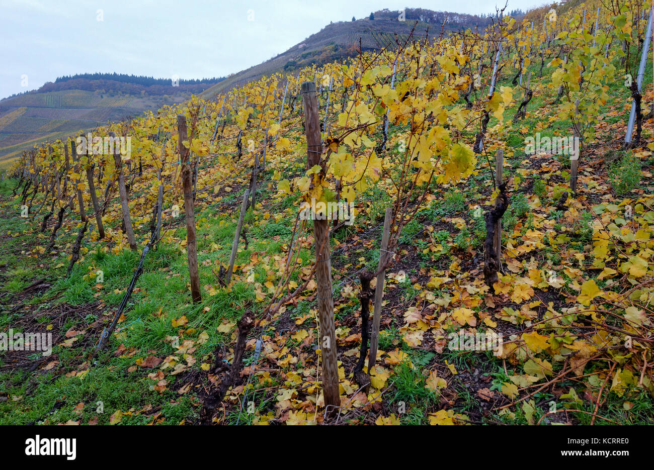 German wine industry: old vines at Maximiner Herrenberg, Longuich, Mosel, Germany Stock Photo