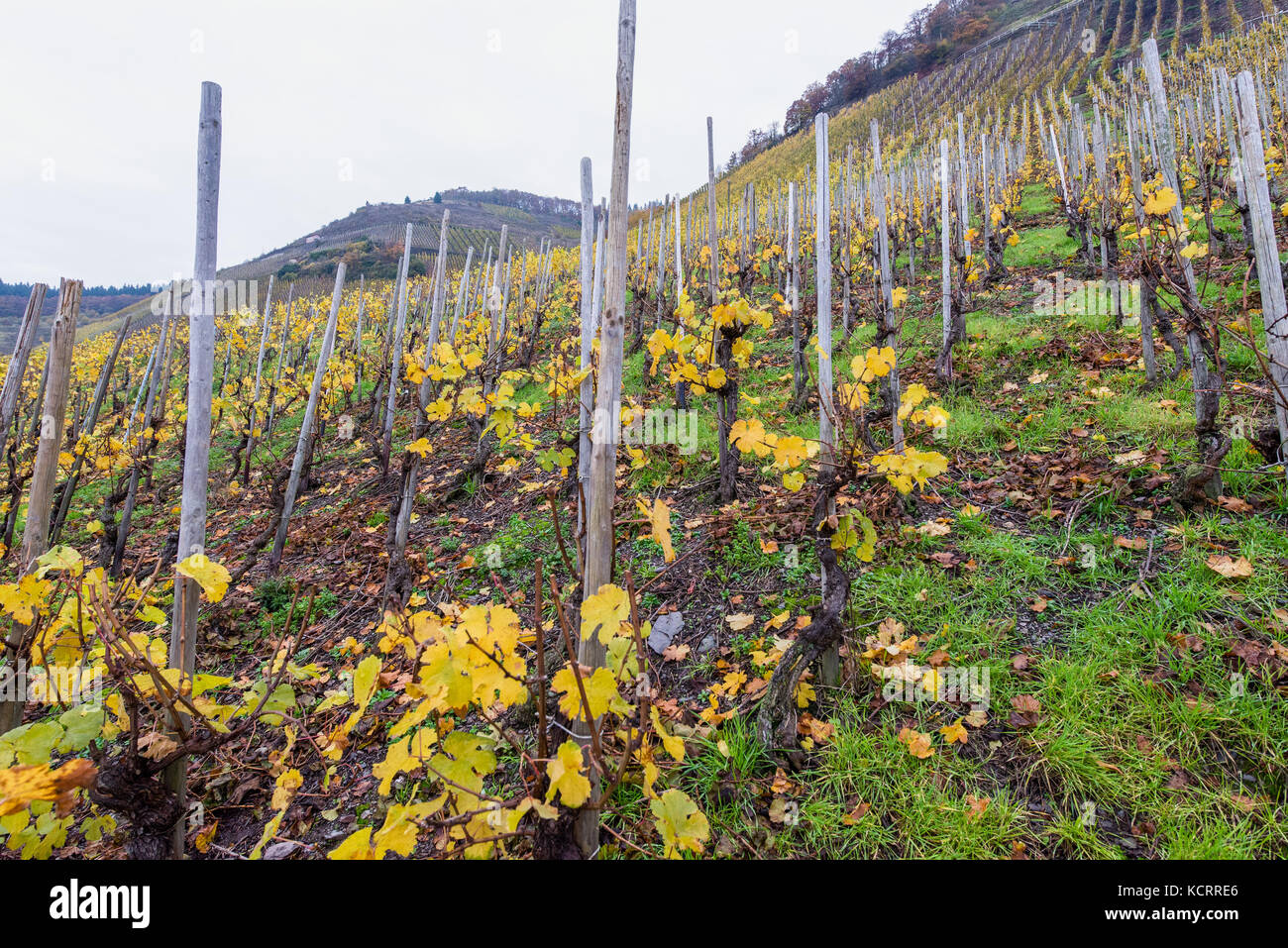 German wine industry: old vines at Maximiner Herrenberg, Longuich, Mosel, Germany Stock Photo