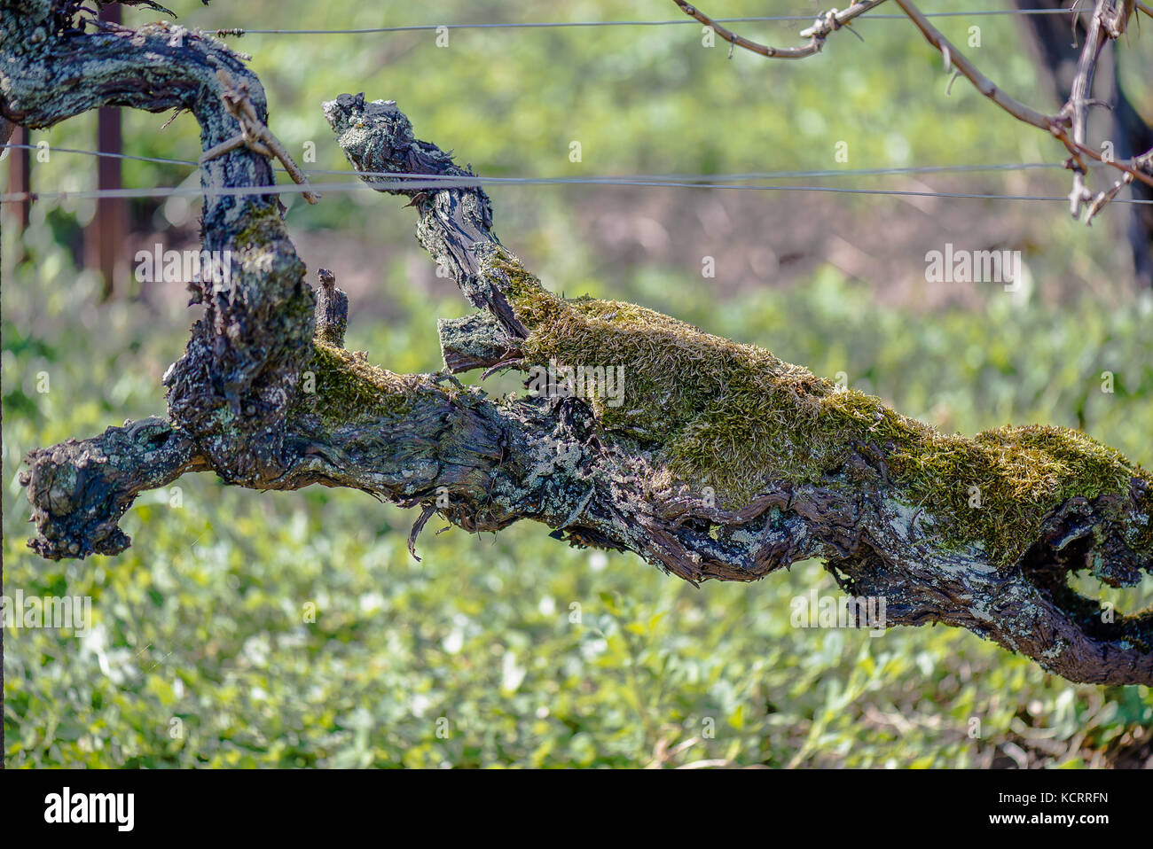 oldest vines worldwide (1618), Weingut Oberhofer, Rhodt unter Rietburg, Palatinate, Germany Stock Photo
