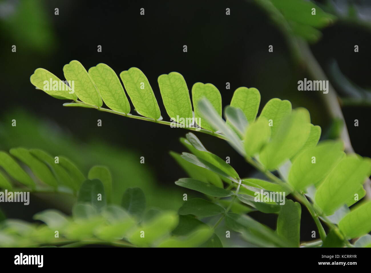 Green leaves CLOSE UP Macro - green background Stock Photo - Alamy