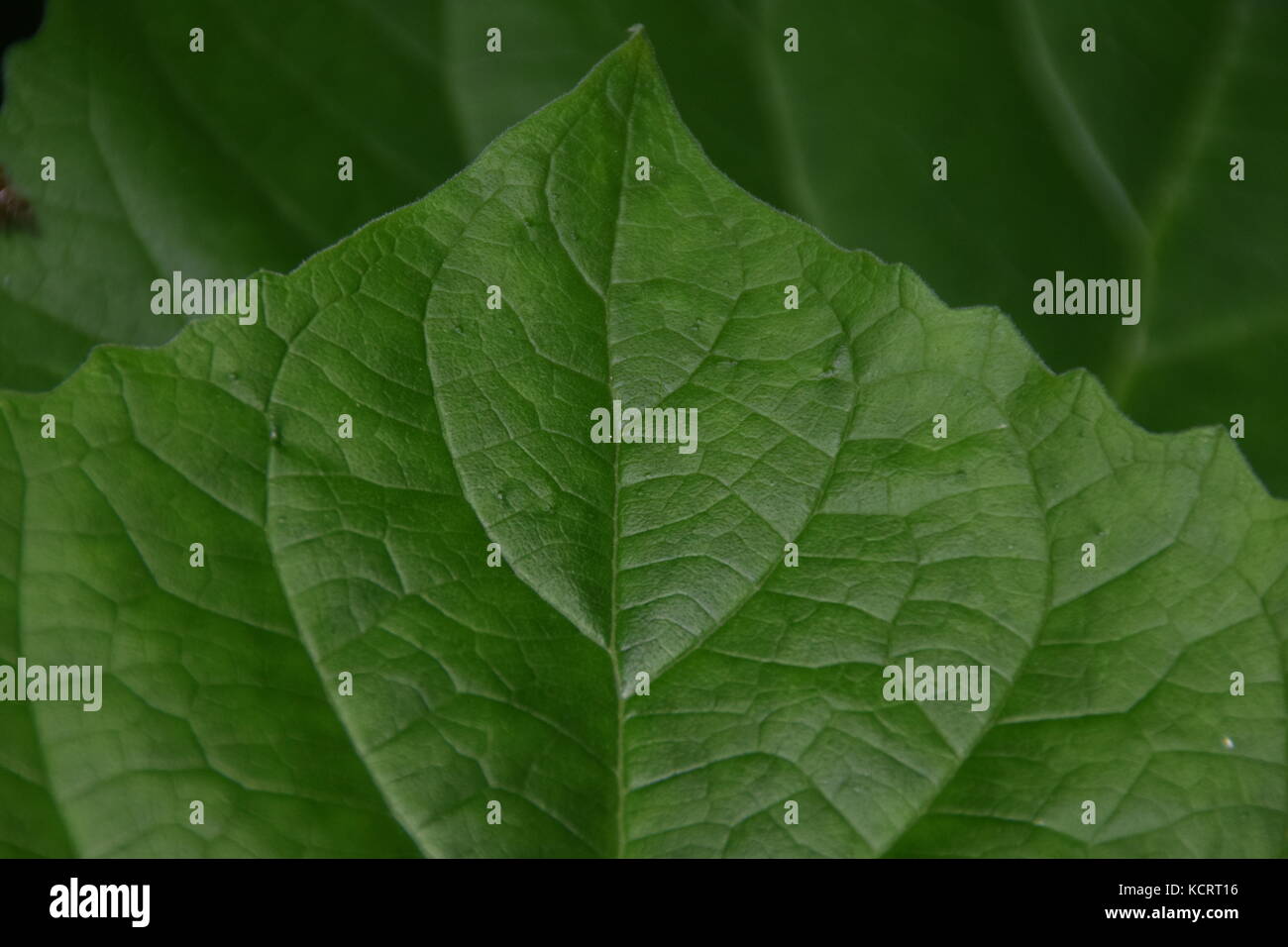 Green leaves CLOSE UP Macro - green background Stock Photo - Alamy