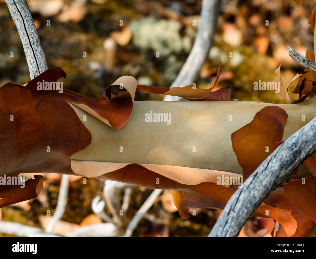 A branch of an Arbutus tree peeling its bark on Rum Island in southern BC. Stock Photo