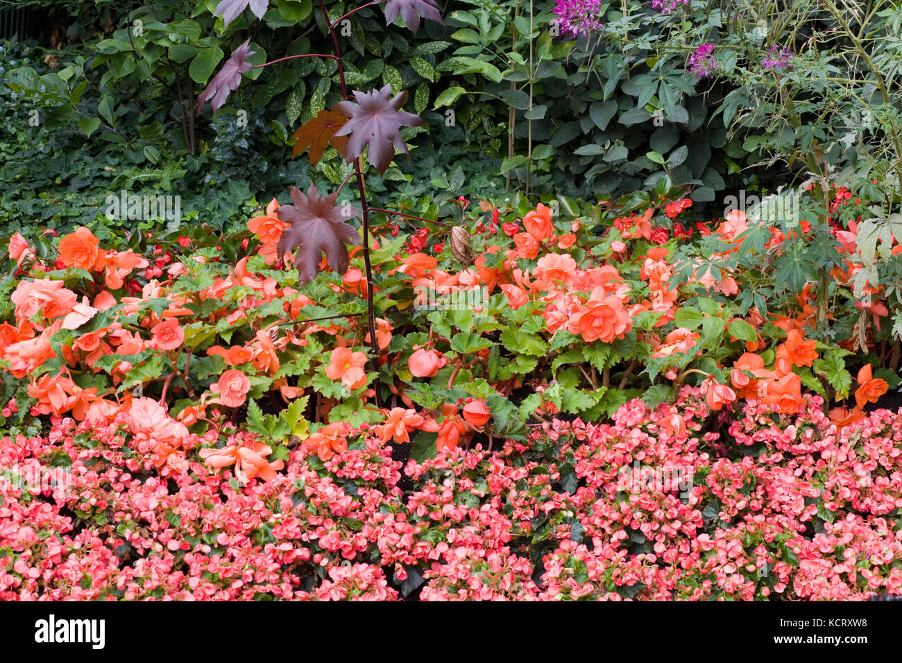 decorative flower border in a country garden Stock Photo - Alamy