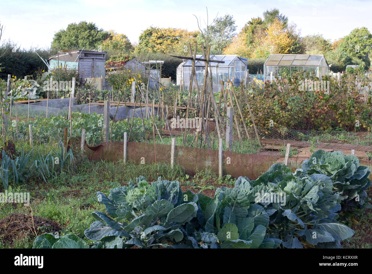 local village community allotments Stock Photo Alamy