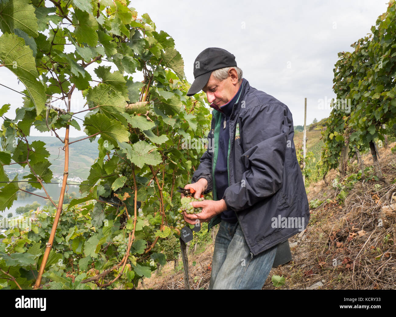 Grape picker  harvesting grapes for next years vine. Near the town Zell in Moselle valley Stock Photo