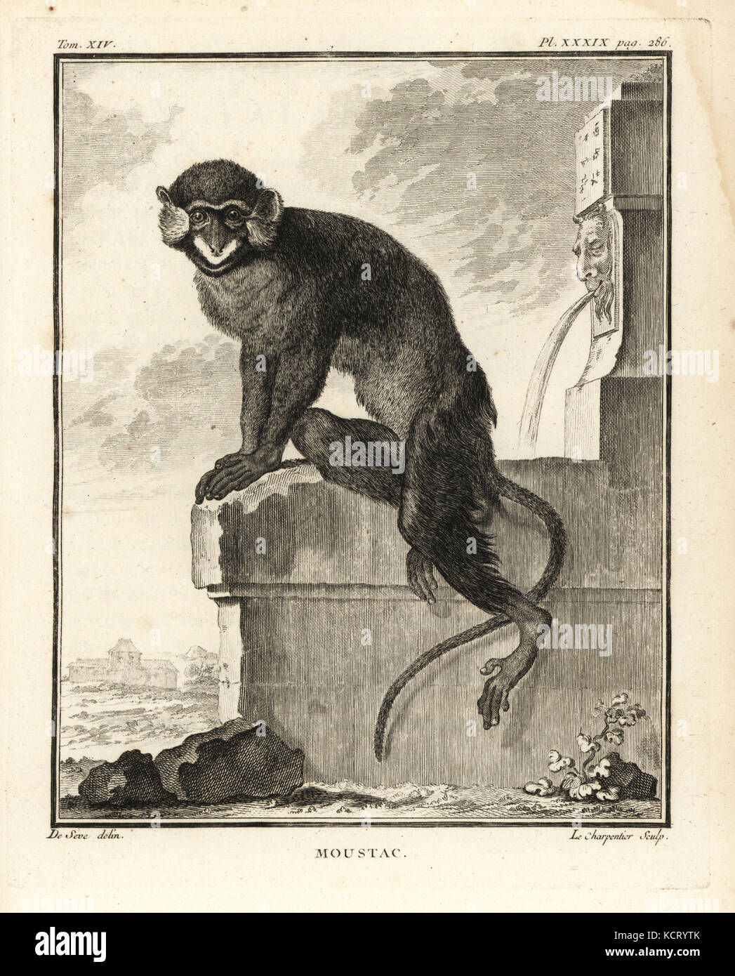 Moustached guenon or moustached monkey, Cercopithecus cephus. Moustac. Copperplate engraving by Le Charpentier after an illustration by Jacques de Seve from Georges-Louis Leclerc, Comte de Buffon's Histoire Naturelle, Imprimerie Royale, Paris, 1766. Stock Photo