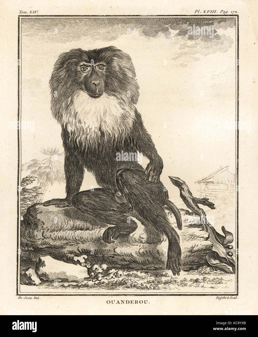 Lion-tailed macaque or wanderoo, Macaca silenus. Endandered. Ouanderou. Copperplate engraving by Defehrt after an illustration by Jacques de Seve from Georges-Louis Leclerc, Comte de Buffon's Histoire Naturelle, Imprimerie Royale, Paris, 1766. Stock Photo