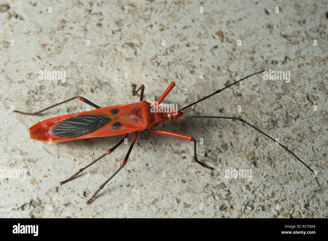 Hemipteran seeds predator, Macroceroea grandis, Largidae Hemiptera, Haridwar, India Stock Photo