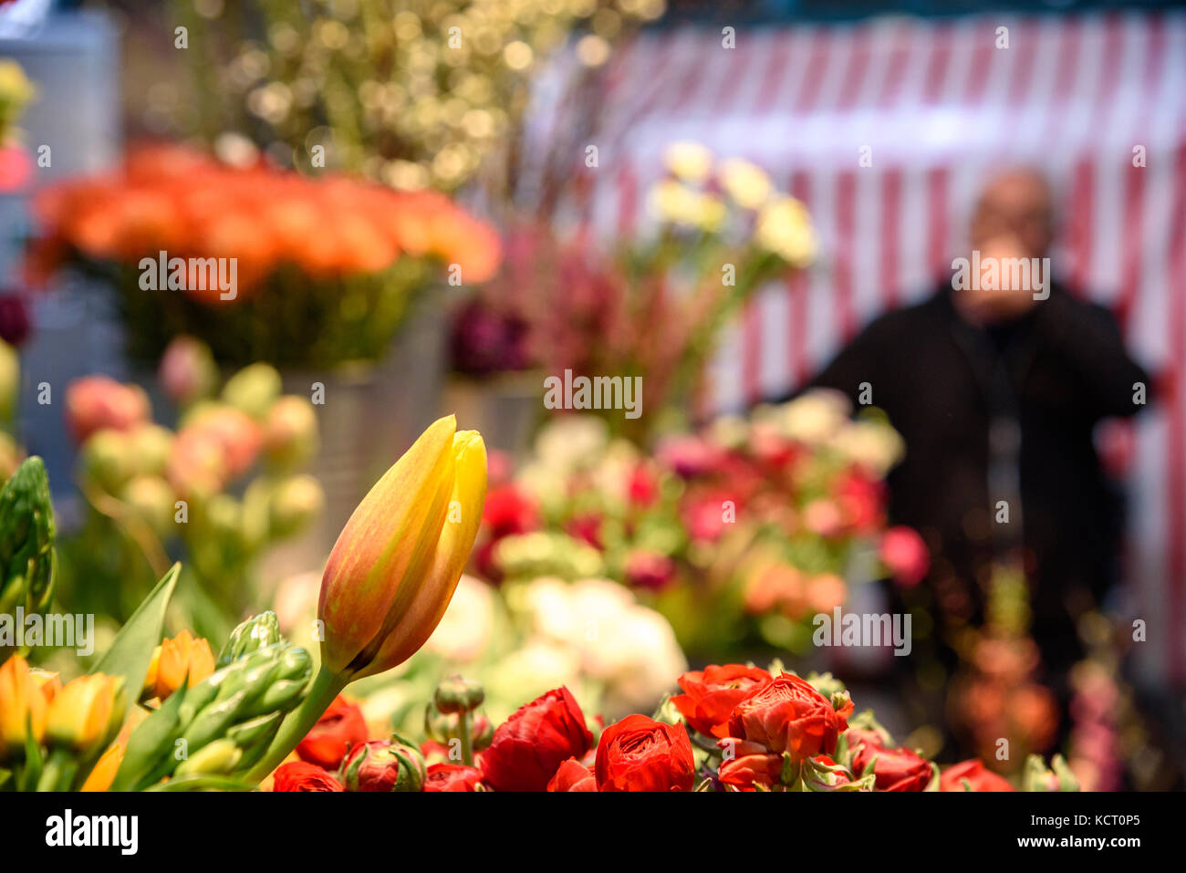 Fresh colorful flowers hi-res stock photography and images - Alamy